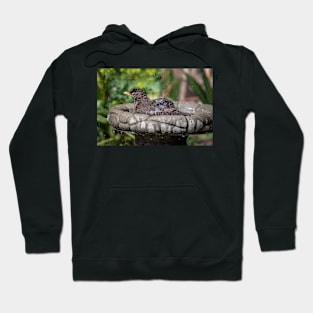 Blackbird bathing Hoodie